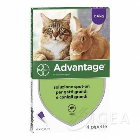 Bayer Advantage Spot-On 80 Antiparassitario per Gatti e Conigli 4 pipette