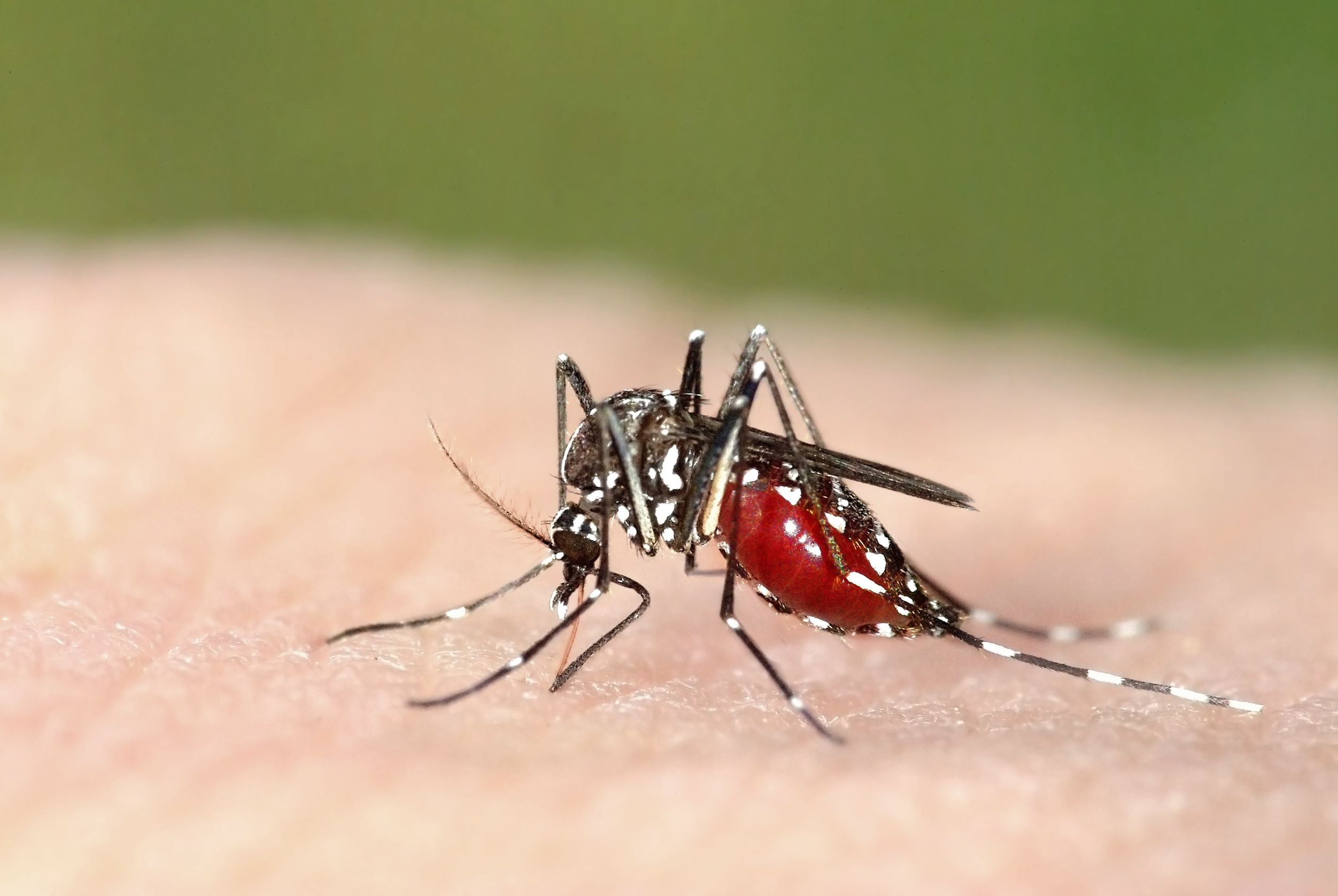Gioca d’attacco contro le zanzare e altri insetti molesti: scegli l'antizanzare migliore!