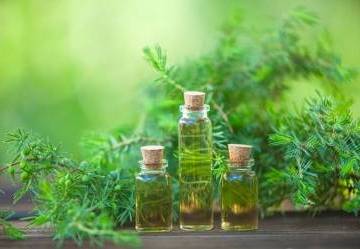Tea Tree Oil: cosa è e quando si usa 
