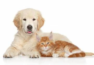 Antiparassitari per cani e gatti: tutti i consigli
