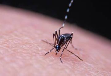 Tutto quello che c'è da sapere sulla Dengue